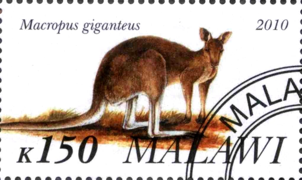 Macropus giganteus