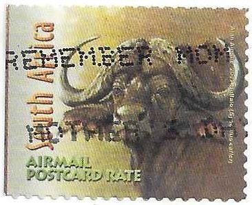 African Buffalo (Syncerus caffer)