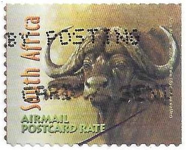 African Buffalo (Syncerus caffer)
