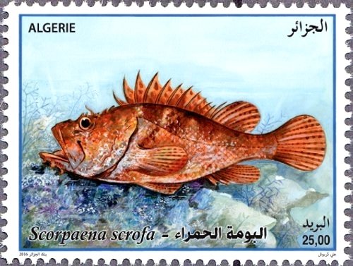 Red Scorpionfish (Scorpaena scrofa)