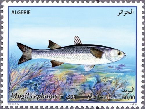 Flathead Grey Mullet (Mugil cephalus)