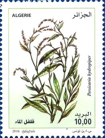 Persicaria hydropiper