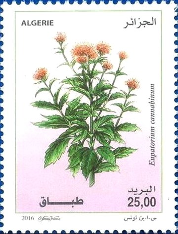 Eupatorium cannabinum