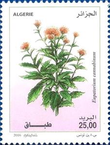 Stamp, Eupatorium cannabinum, Algeria,  , Flowers, Plants (Flora)