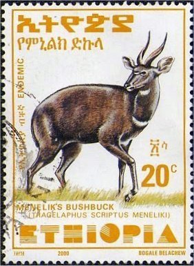 Menelik's Bushbuck (Tragelaphus scriptus meneliki)