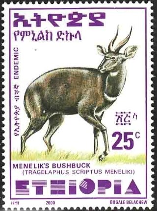 Menelik's Bushbuck (Tragelaphus scriptus meneliki)