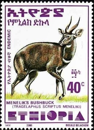 Menelik's Bushbuck (Tragelaphus scriptus meneliki)