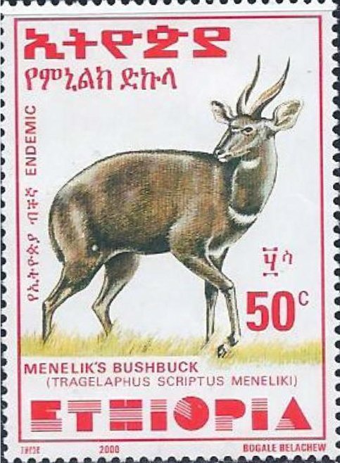 Menelik's Bushbuck (Tragelaphus scriptus meneliki)