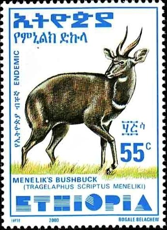 Menelik's Bushbuck (Tragelaphus scriptus meneliki)