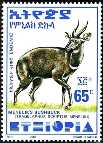 Menelik's Bushbuck (Tragelaphus scriptus meneliki)