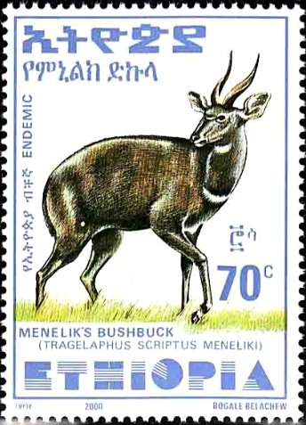 Menelik's Bushbuck (Tragelaphus scriptus meneliki)