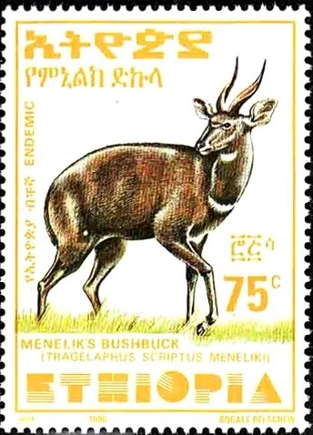 Menelik's Bushbuck (Tragelaphus scriptus meneliki)