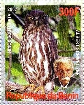 Ninox scutulata