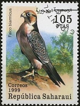 Falcons