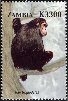 Stamp, Chimpanzee (Pan troglodytes), Zambia,  , Animals (Fauna), Mammals