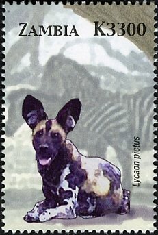 African Wild Dog (Lycaon pictus)
