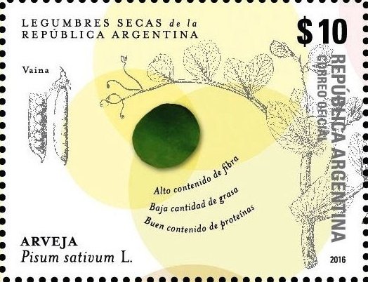 Pisum sativum