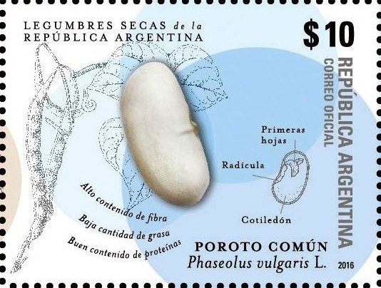 Phaseolus vulgaris