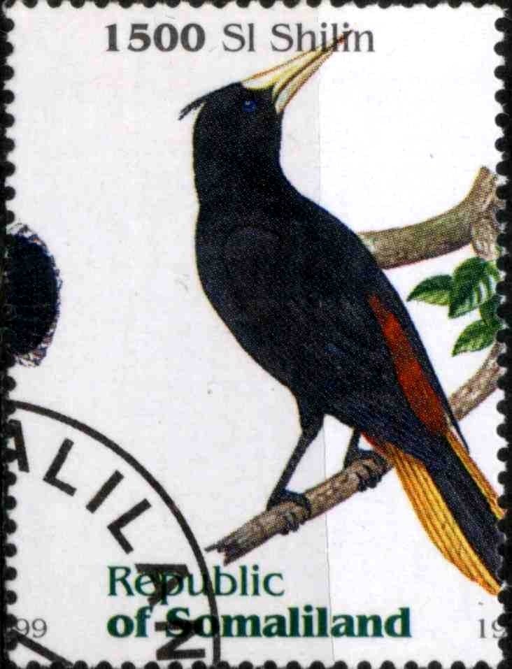 Bird