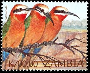 White-fronted Bee-eater - Merops bullockoides