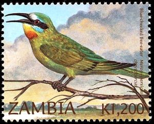 Blue-cheeked Bee-eater - Merops persicus