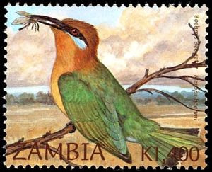 Böhm's Bee-eater - Merops boehmi