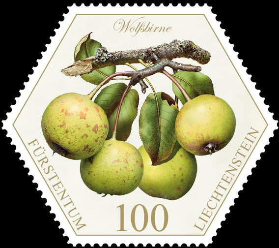 Pears: "Wolfsbirne"