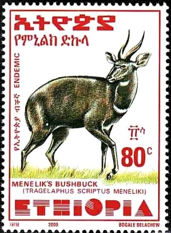 Menelik's Bushbuck (Tragelaphus scriptus meneliki)