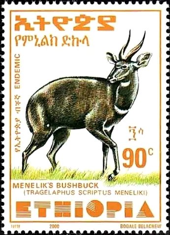 Menelik's Bushbuck (Tragelaphus scriptus meneliki)