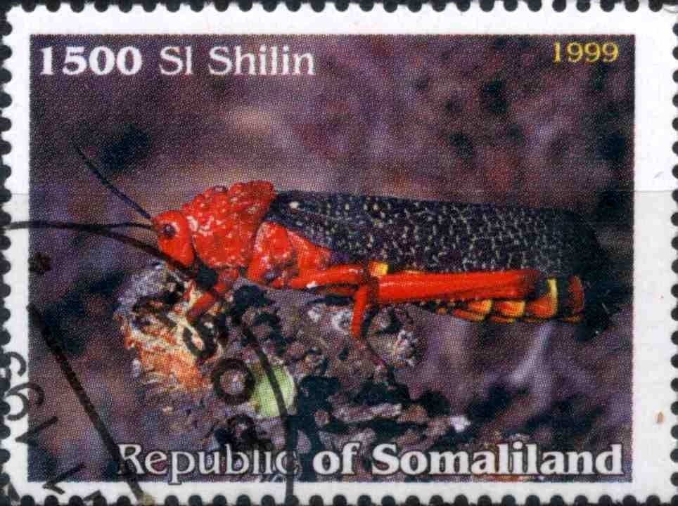 Insects
