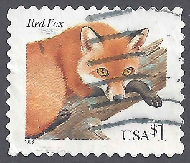 Red Fox (Vulpes vulpes)