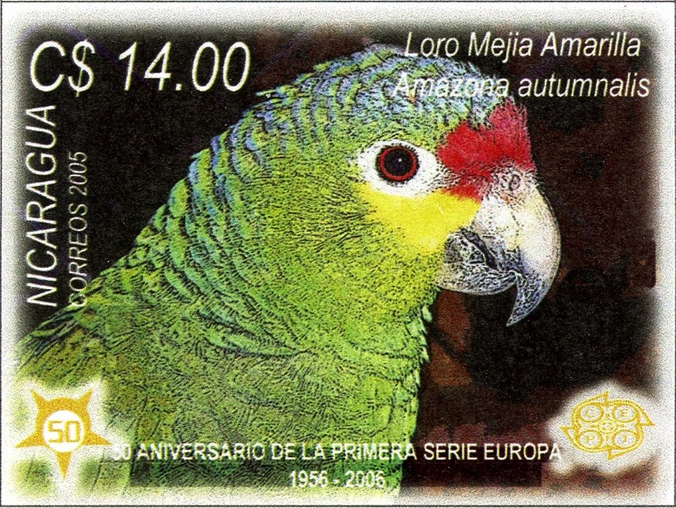 Red-lored Amazon (Amazona autumnalis)