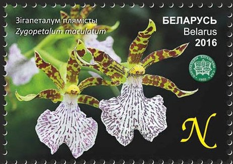 Zygopetalum maculatum