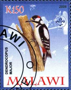 Stamp, Dendrocopus Major, Cinderellas,  , Birds