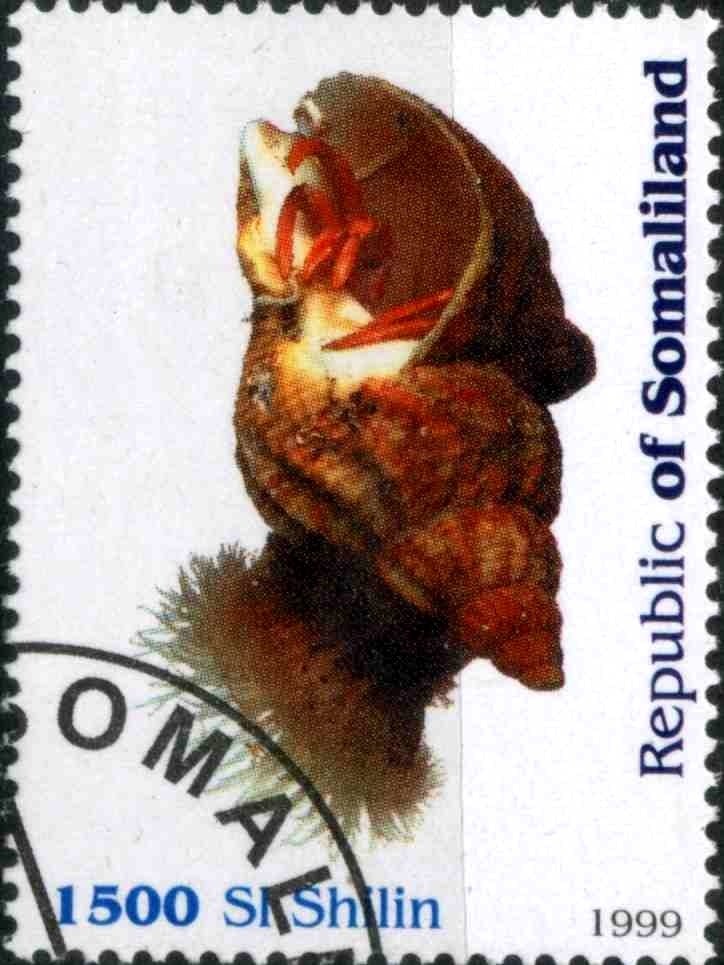 Snail