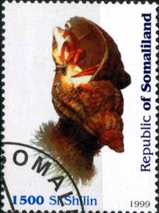 Stamp, Snail, Cinderellas,  , Snails and Slugs