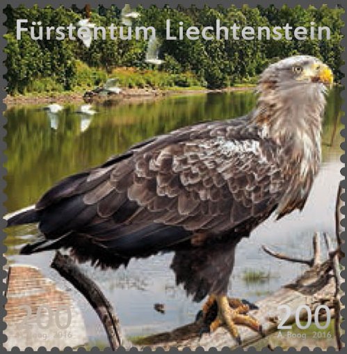 Bald eagle (Haliaeetus leucocephalus)