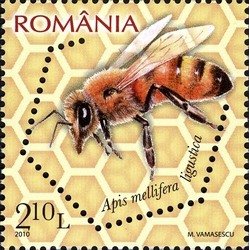 Italian Honey Bee (Apis mellifera ligustica) 