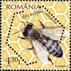 Caucasian Honey Bee (Apis mellifera caucasica) 