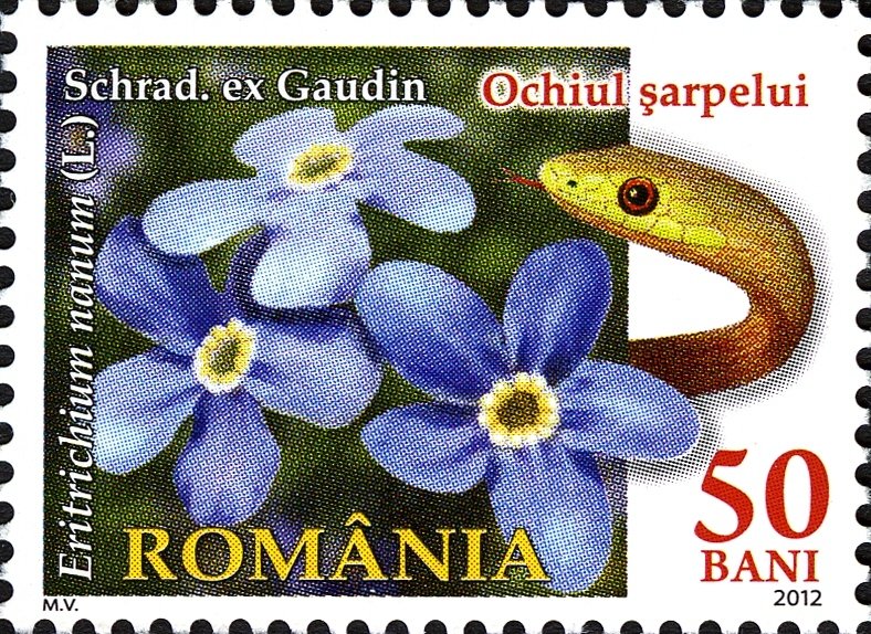 Alpine Forget-me-not (Eritrichium nanum)