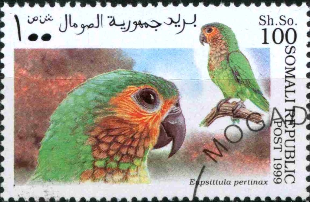 Eupsittula pertinax