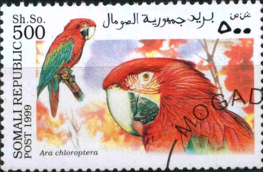 Ara chloroptera