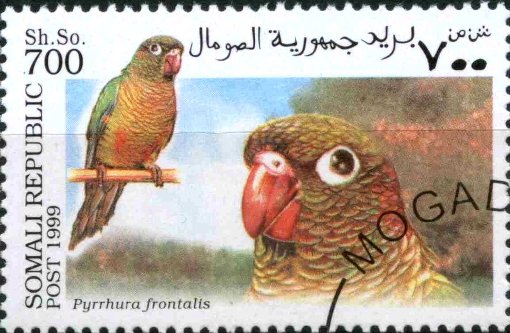 Pyrrhura frontalis