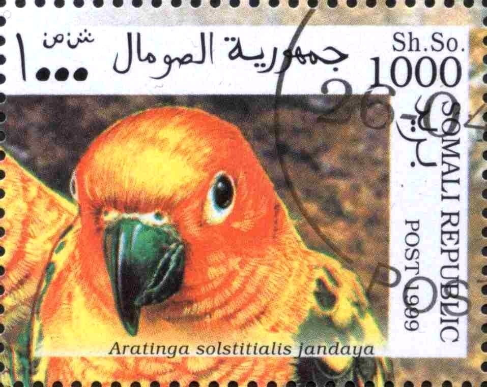 Aratinga solstitialis jandaya