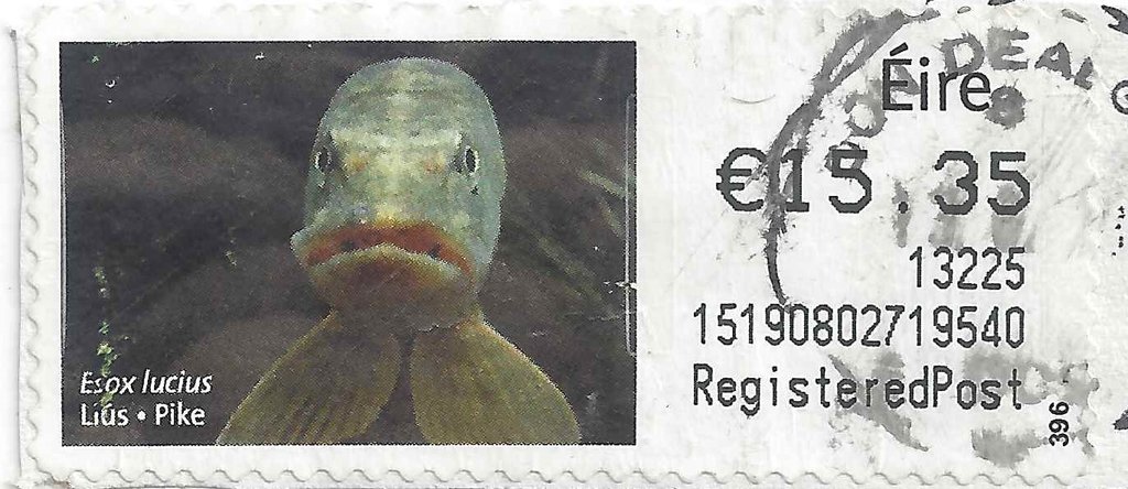 Pike (Esox lucius)