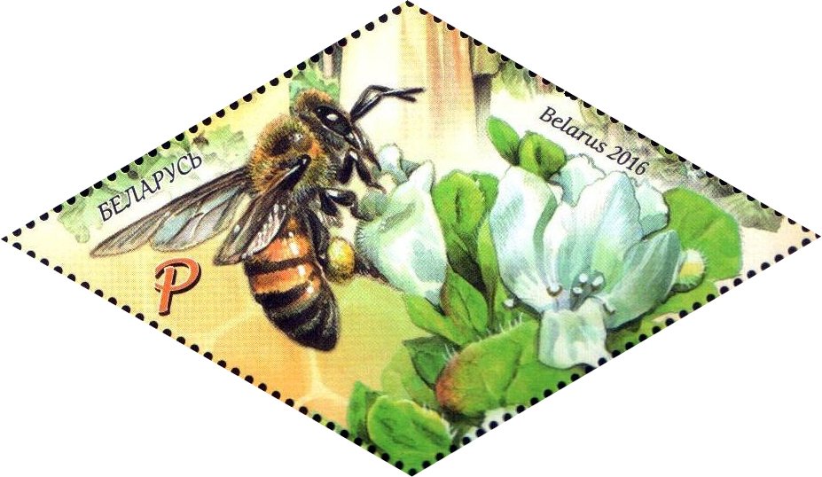 European Honey Bee (Apis mellifera)