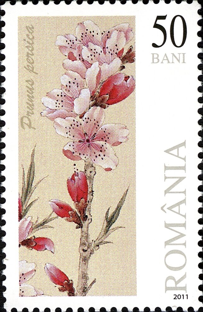 Peach blossom