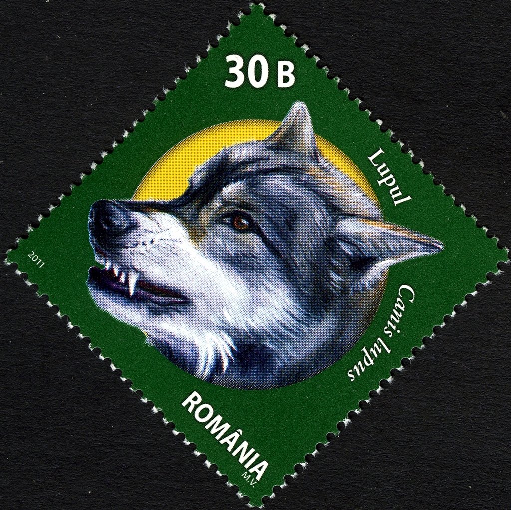 Wolf (Canis lupus)