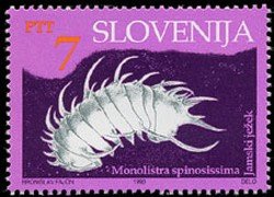 Cave animals - The long-spined cave isopod crustacean