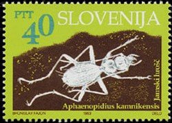 Cave animals - Cave beetle